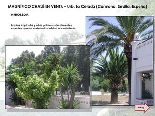 MAGNÍFICO CHALÉ EN VENTA – Urb. La Celada (Carmona, Sevilla, España) ARBOLEDA Árboles tropicales y altas palmeras de diferentes especies aportan variedad y calidad a la arboleda. AvPág 