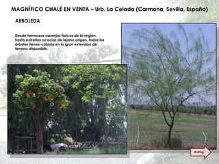 MAGNÍFICO CHALÉ EN VENTA – Urb. La Celada (Carmona, Sevilla, España) ARBOLEDA Desde hermosos naranjos típicos de la región, hasta extrañas acacias de lejano origen, todos los árboles tienen cabida en la gran extensión de terreno disponible. AvPág 
