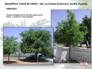 MAGNÍFICO CHALÉ EN VENTA – Urb. La Celada (Carmona, Sevilla, España) ARBOLEDA Árboles estratégicamente situados proporcionan frescor  y sombra en zonas elegidas. AvPág 