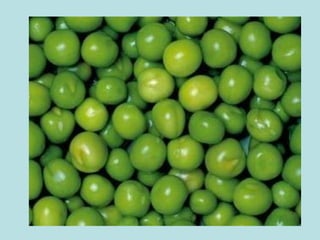 Presentación verduras