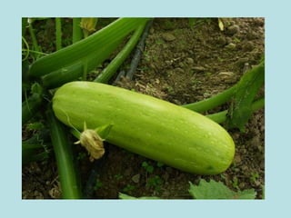 Presentación verduras