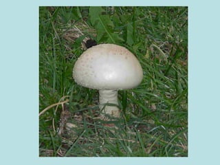 Presentación verduras