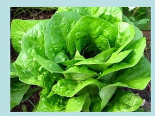 Presentación verduras