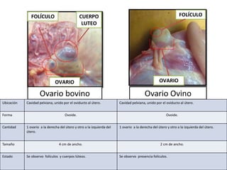 OVARIO
FOLÍCULO CUERPO
LUTEO
OVARIO
FOLÍCULO
Ovario OvinoOvario bovino
Ubicación Cavidad pelviana, unido por el oviducto al útero. Cavidad pelviana, unido por el oviducto al útero.
Forma Ovoide. Ovoide.
Cantidad 1 ovario a la derecha del útero y otro a la izquierda del
útero.
1 ovario a la derecha del útero y otro a la izquierda del útero.
Tamaño 4 cm de ancho. 2 cm de ancho.
Estado Se observo folículos y cuerpos lúteos. Se observo presencia folículos.
 