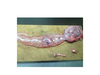 aparato repro de la hembra