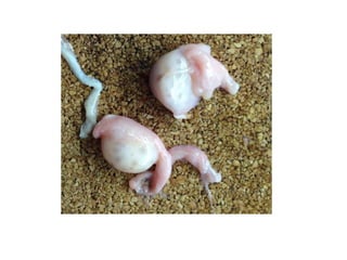 aparato repro de la hembra