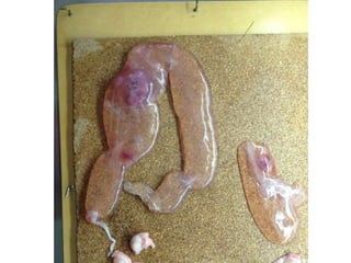 aparato repro de la hembra