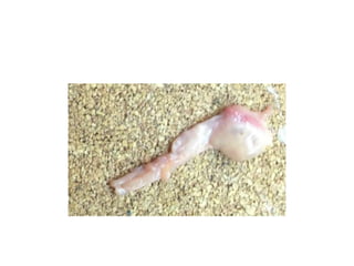 aparato repro de la hembra