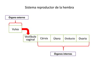 Vulva
Vestíbulo
vaginal Cérvix Útero Oviducto
Sistema reproductor de la hembra
Ovario
Órgano externo
Órganos internos
 