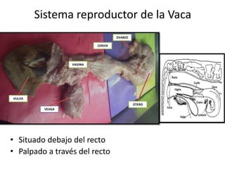 Sistema reproductor de la Vaca
• Situado debajo del recto
• Palpado a través del recto
VAGINA
VULVA
VEJIGA
CERVIX
ÚTERO
OVARIO
 