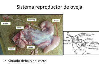 Sistema reproductor de oveja
• Situado debajo del recto
VAGINA
VULVA
ÚTEROOVIDUCTO
OVARIO
CERVIX
 