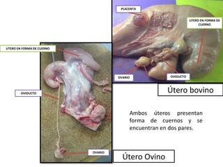 Útero bovino
OVARIO OVIDUCTO
UTERO EN FORMA DE
CUERNO
PLACENTA
UTERO EN FORMA DE CUERNO
OVARIO
OVIDUCTO
Útero Ovino
Ambos úteros presentan
forma de cuernos y se
encuentran en dos pares.
 
