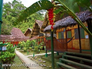 Amazon Jungle Lodge Yacuma