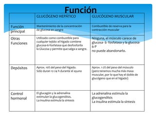 GLUCÓGENO HEPÁTICO GLUCÓGENO MUSCULAR
Función
principal
Mantenimiento de la concentración
de glucosa en sangre
Combustible de reserva para la
contracción muscular
Otras
Funciones
Utilizado como combustible para
cualquier tejido: el hígado contiene
glucosa-6-fosfatasa que desfosforila
la Glucosa y permite que salga a sangre.
Ninguna, el músculo carece de
glucosa- 6- fosfatasa y la glucosa-
6-P
no puede abandonarlo.
Depósitos Aprox. 10% del peso del hígado.
Sólo duran 12-24 h durante el ayuno
Aprox. 1-2% del peso del músculo
(pero tenemos mucha más masa
muscular, por lo que hay el doble de
glucógeno que en el hígado)
Control
hormonal
El glucagón y la adrenalina
estimulan la glucogenólisis.
La insulina estimula la síntesis
La adrenalina estimula la
glucogenólisis
La insulina estimula la síntesis
Función
 