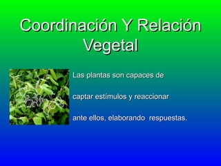 Coordinación Y Relación Vegetal Las plantas son capaces de  captar estímulos y reaccionar  ante ellos, elaborando  respuestas. 