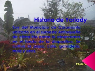 Historia de Yorlady Soy del Municipio de Caramanta ubicado en el suroeste Antioqueño de clima frio como lo observamos en el fondo de la diapositiva. Se cultiva la papa, café, ganadería, maíz y otros. 