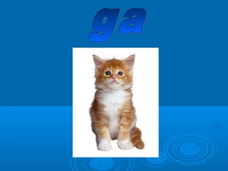 Presentación z c.-g-gu