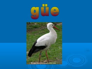 Presentación z c.-g-gu