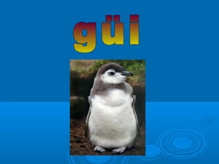 Presentación z c.-g-gu