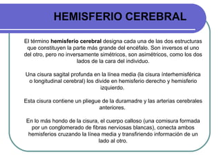 HEMISFERIO CEREBRAL
El término hemisferio cerebral designa cada una de las dos estructuras
que constituyen la parte más grande del encéfalo. Son inversos el uno
del otro, pero no inversamente simétricos, son asimétricos, como los dos
lados de la cara del individuo.
Una cisura sagital profunda en la línea media (la cisura ínterhemisférica
o longitudinal cerebral) los divide en hemisferio derecho y hemisferio
izquierdo.
Esta cisura contiene un pliegue de la duramadre y las arterias cerebrales
anteriores.
En lo más hondo de la cisura, el cuerpo calloso (una comisura formada
por un conglomerado de fibras nerviosas blancas), conecta ambos
hemisferios cruzando la línea media y transfiriendo información de un
lado al otro.
 