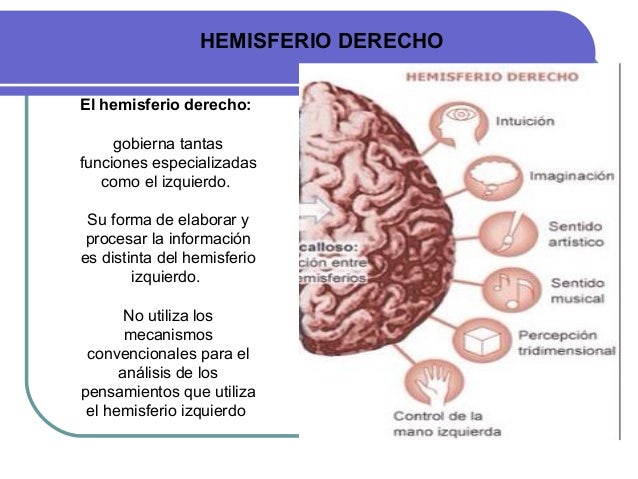 Resultado de imagen de hemisferio derecho