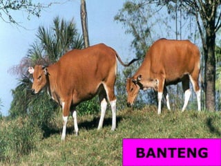 BANTENG