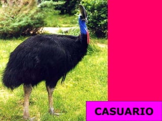 CASUARIO