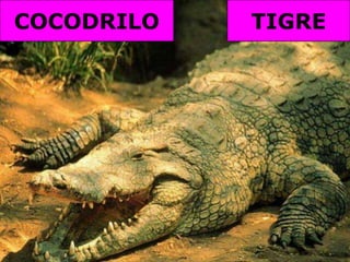 COCODRILOTIGRE