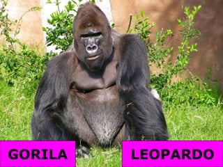 GORILALEOPARDO