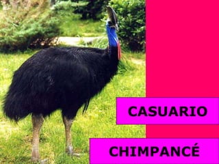 CASUARIOCHIMPANCÉ