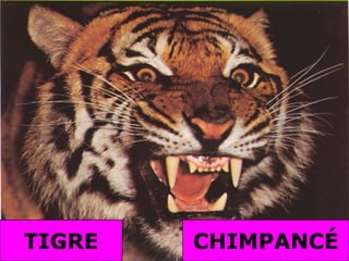TIGRECHIMPANCÉ