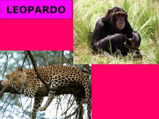 LEOPARDO