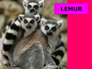LEMUR