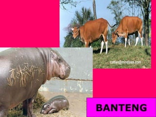 BANTENG
