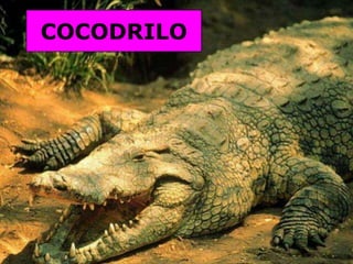COCODRILO