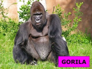 GORILA