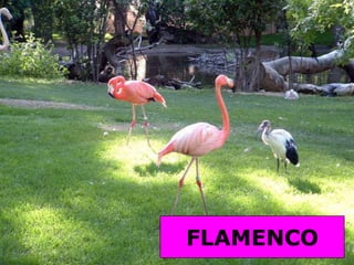 FLAMENCO