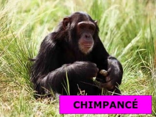 CHIMPANCÉ