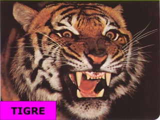 TIGRE