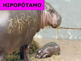HIPOPÓTAMO