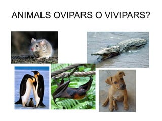 ANIMALS OVIPARS O VIVIPARS? 