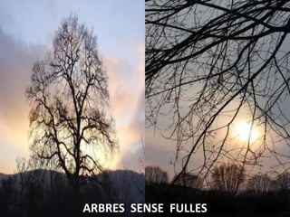ARBRES  SENSE  FULLES