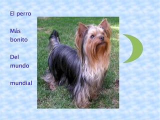 El perro Más bonito Del mundo mundial 