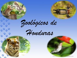 Zoológicos de
 Honduras
 