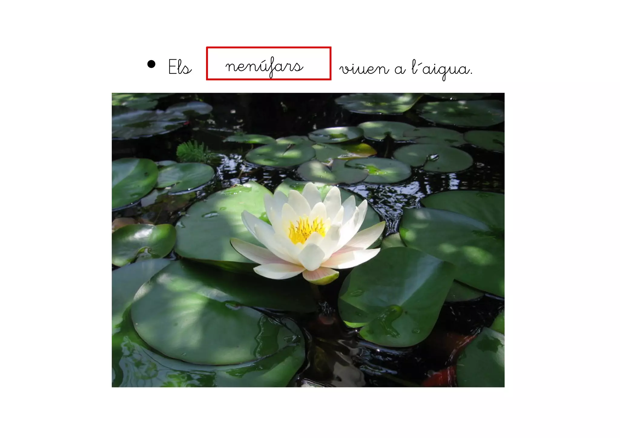 • Els viuen a l´aigua.nenúfars
 