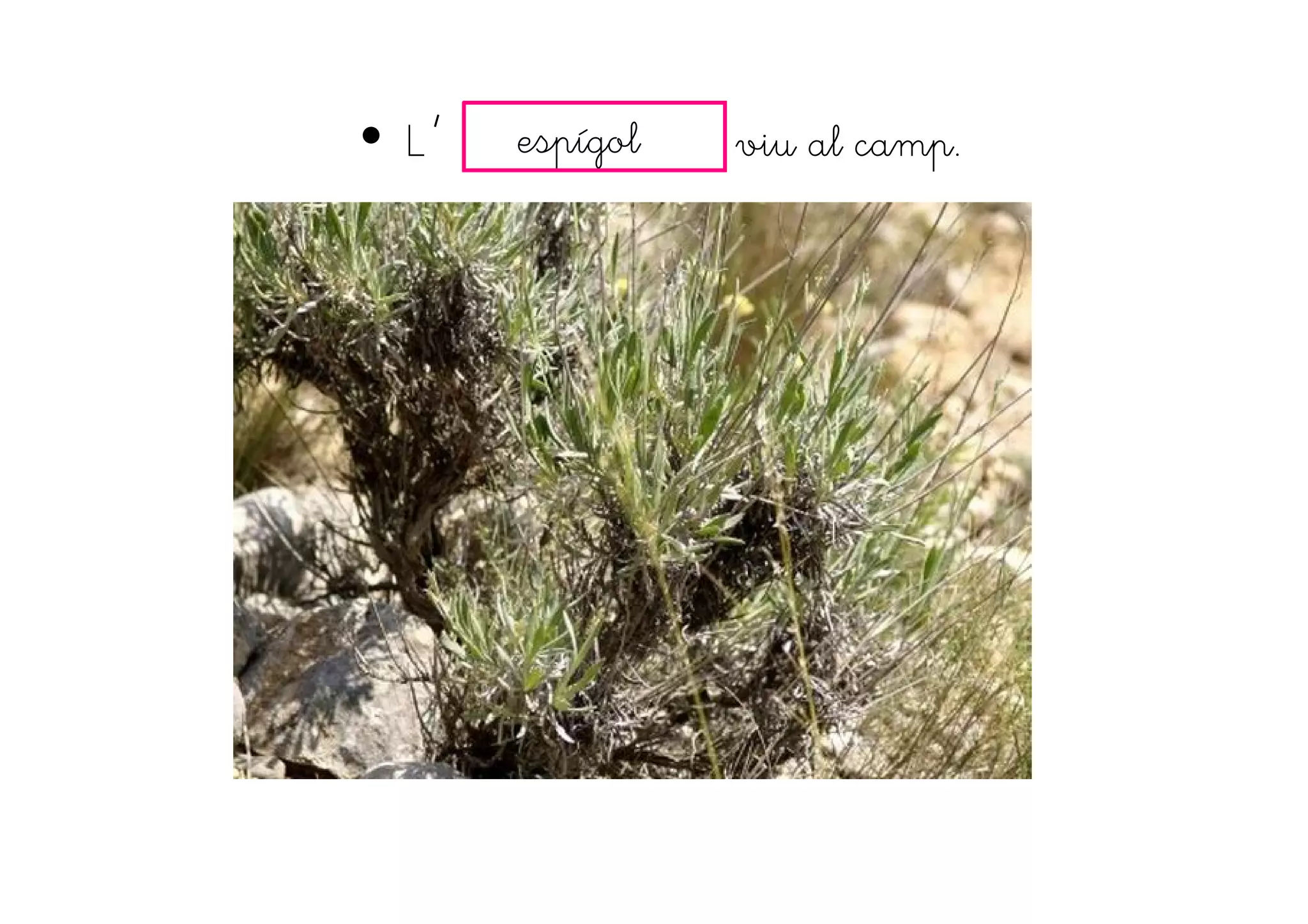 • L viu al camp.espígol'
 