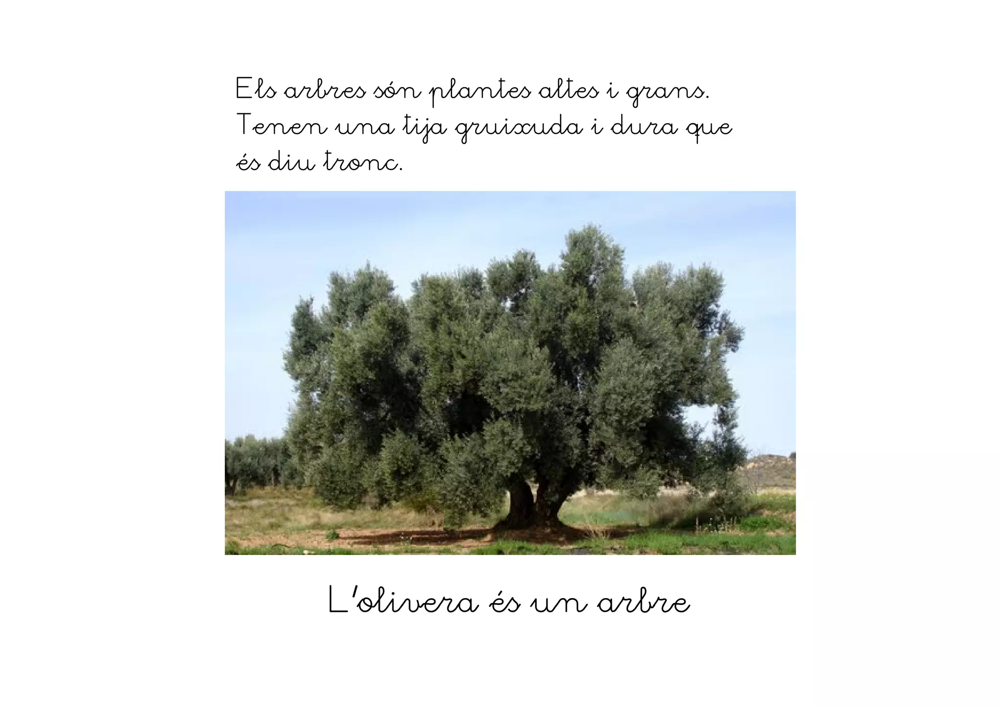 Els arbres són plantes altes i grans.
Tenen una tija gruixuda i dura que
és diu tronc.
L'olivera és un arbre
 