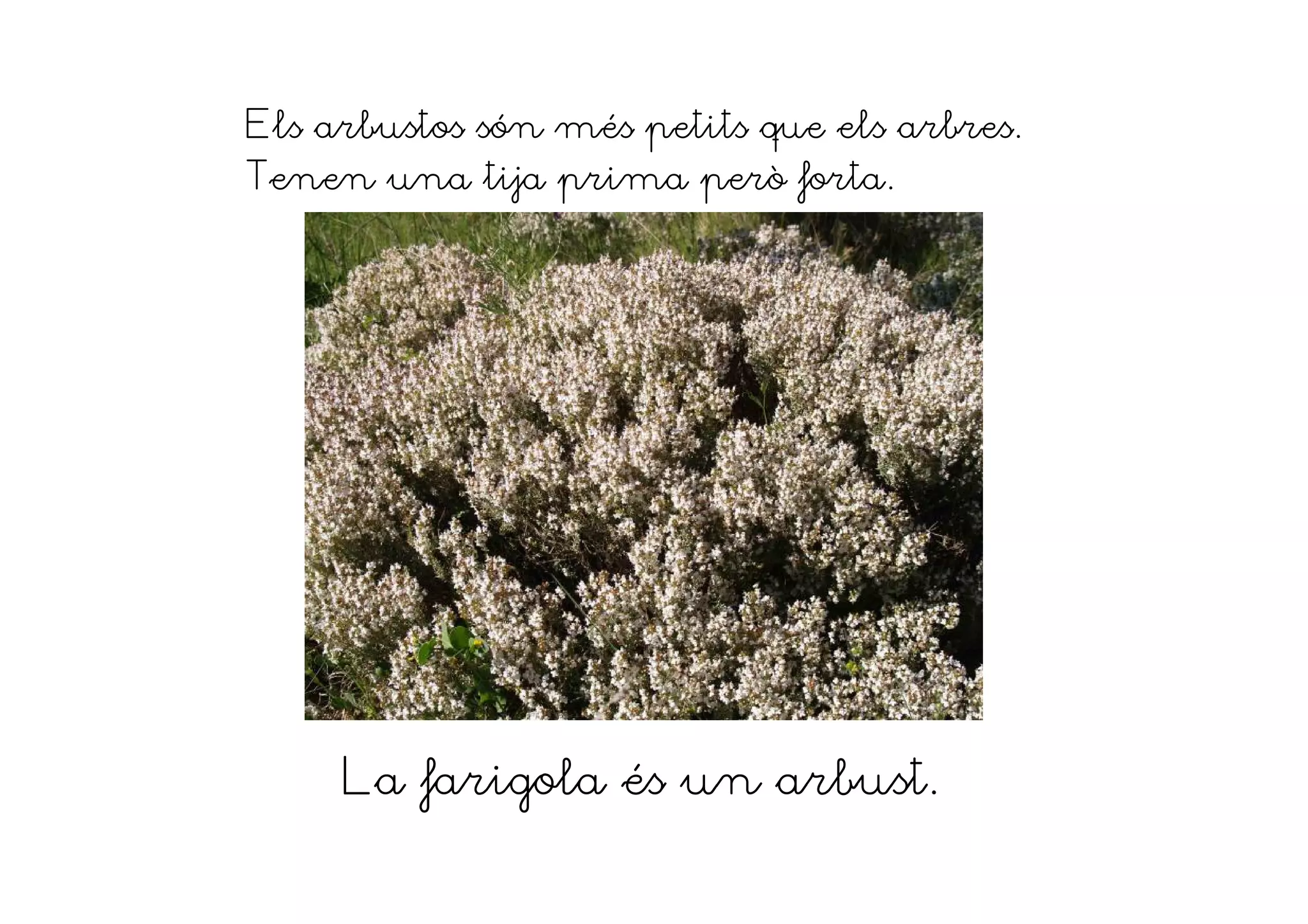 Els arbustos són més petits que els arbres.
Tenen una tija prima però forta.
La farigola és un arbust.
 