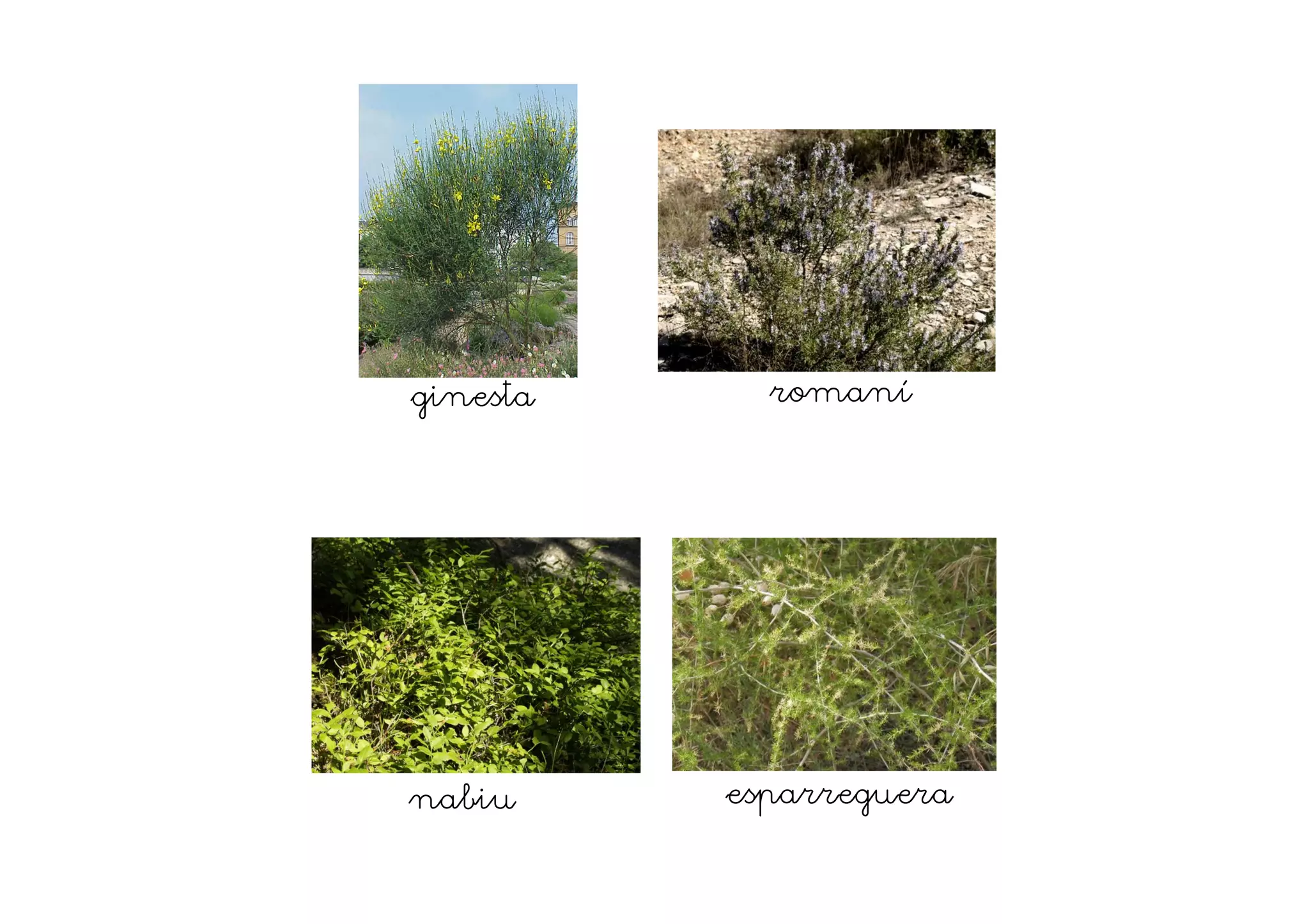 ginesta romaní
nabiu esparreguera
 