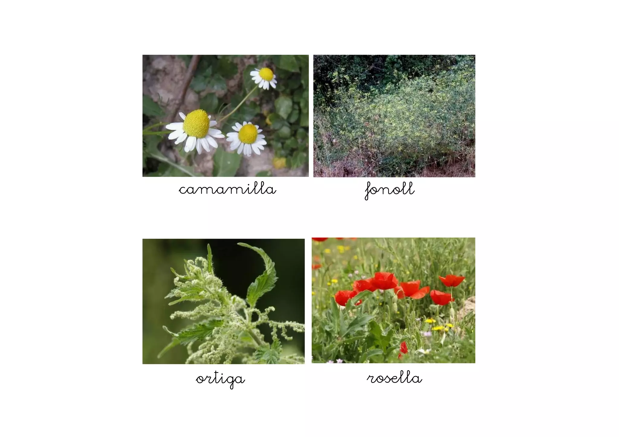 camamilla fonoll
ortiga rosella
 